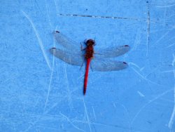 E64D6B75-5AA8-4EEC-B29C-6B1E8E7ECEE2.jpeg E64D6B75-5AA8-4EEC-B29C-6B1E8E7ECEE2.jpeg