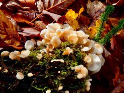 4FA3E836-3FAB-4838-B01F-FA8C3E73BC9D.jpeg 4FA3E836-3FAB-4838-B01F-FA8C3E73BC9D.jpeg