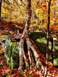 5FD3438E-9E2C-4AD1-B1E7-F5BF1B5DD400.jpeg 5FD3438E-9E2C-4AD1-B1E7-F5BF1B5DD400.jpeg