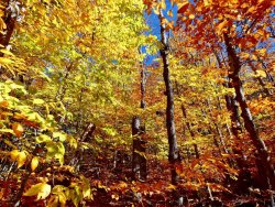 11E02D2E-937D-43BC-B0B3-E021D2D90127.jpeg 11E02D2E-937D-43BC-B0B3-E021D2D90127.jpeg