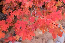 IMG_6368.jpg IMG_6368.jpg