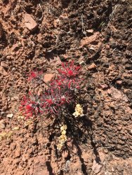 E5809753-6E1A-4F56-8A2D-629E1FBB3F47.jpeg E5809753-6E1A-4F56-8A2D-629E1FBB3F47.jpeg