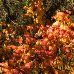 Halls Creek 9-20200759-rec-crop.jpg