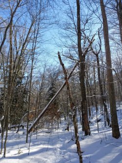 3852622C-98DE-450B-BCCF-C6518F0A7149.jpeg 3852622C-98DE-450B-BCCF-C6518F0A7149.jpeg