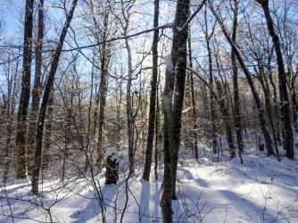 70B96F72-1443-450A-8FBD-F9E47D2DC106.jpeg 70B96F72-1443-450A-8FBD-F9E47D2DC106.jpeg