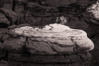 RCM04763-Frosty Needles 1-2021-210110-16.jpg