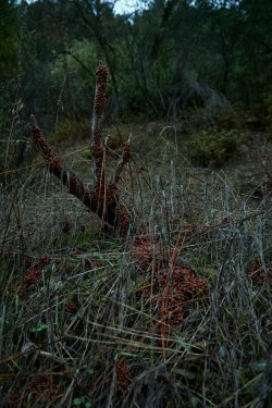 01.21 Stevens Trail 3.jpg