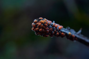 01.21 Stevens Trail 6.jpg 01.21 Stevens Trail 6.jpg