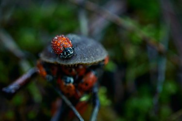 01.21 Stevens Trail 12.jpg 01.21 Stevens Trail 12.jpg