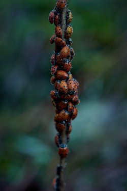 01.21 Stevens Trail 16.jpg 01.21 Stevens Trail 16.jpg