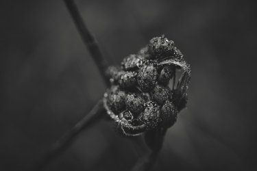 01.21 Stevens Trail 27.jpg 01.21 Stevens Trail 27.jpg