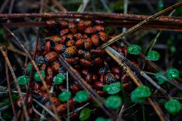 01.21 Stevens Trail 31.jpg 01.21 Stevens Trail 31.jpg