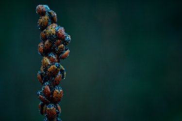 01.21 Stevens Trail 24.jpg 01.21 Stevens Trail 24.jpg