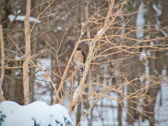 Cooper's Hawk_1283280.jpeg