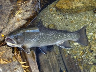 BrookTrout.JPG BrookTrout.JPG