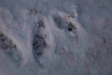 Moose_track-1.jpg
