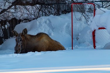 Yard_Moose_bed&goal_good.jpg