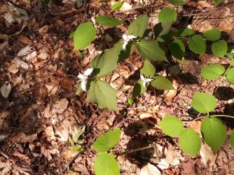 8EB36B1F-F987-4080-902F-91BC47A6CA17.jpeg 8EB36B1F-F987-4080-902F-91BC47A6CA17.jpeg