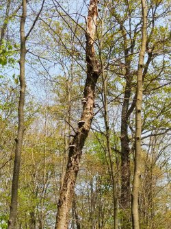 404C05A5-1E2B-4CF2-A983-3863AF947A9D.jpeg 404C05A5-1E2B-4CF2-A983-3863AF947A9D.jpeg