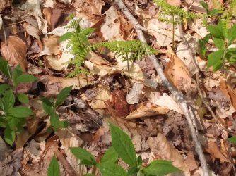 F259AC07-76FC-47FA-9F29-AE51662F1D7F.jpeg F259AC07-76FC-47FA-9F29-AE51662F1D7F.jpeg