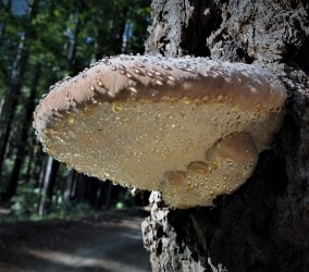 Fomitopsis mounceae.JPG