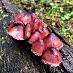 BleedingMycena2 (2).JPG