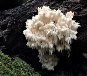 Hericium corraloides (2).JPG