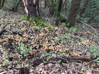 Coprinellus micaceus3.JPG