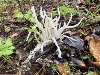 Flat-Tipped Coral.JPG