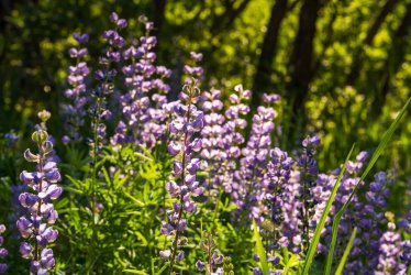 RCM08140-2021 Wanderings 2021-210605-32.jpg