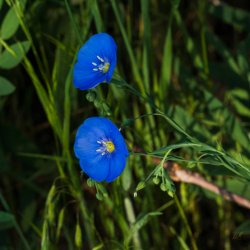 RCM08189-2021 Wanderings 2021-210605-21.jpg