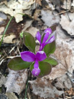 fullsizeoutput_25a6.jpeg fullsizeoutput_25a6.jpeg