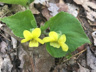 IMG_4135.JPG IMG_4135.JPG