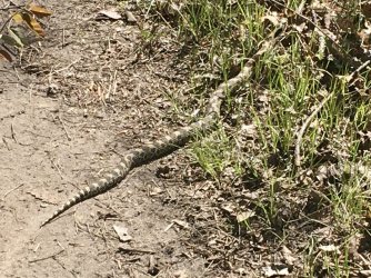 fullsizeoutput_2586.jpeg fullsizeoutput_2586.jpeg