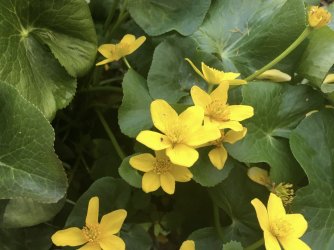 fullsizeoutput_258a.jpeg fullsizeoutput_258a.jpeg