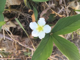 IMG_4217 2.JPG IMG_4217 2.JPG