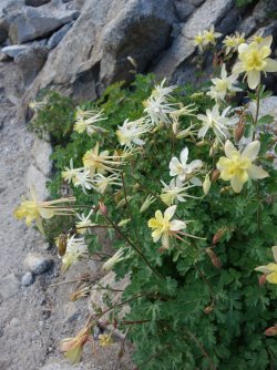 Sierra columbine (Aquilegia pubescens)