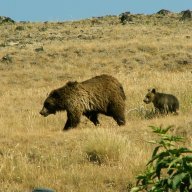 Yellowstone 1