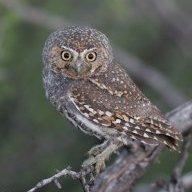 Elf Owl