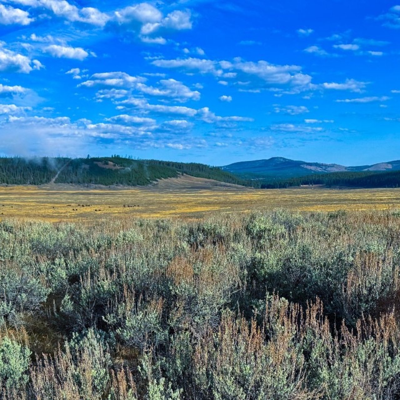 Thread 'A brief visit to central YNP'