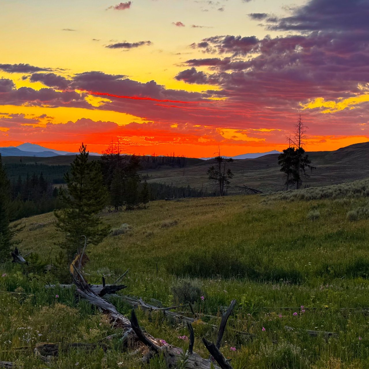 Thread 'YNP trek in July'