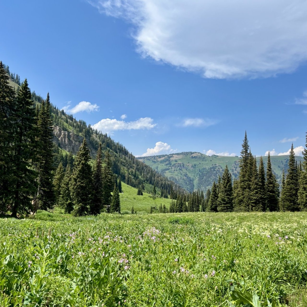 Thread 'July 2025, Wyoming, Part 4 - car camping and dayhikes on the west side of the Tetons'