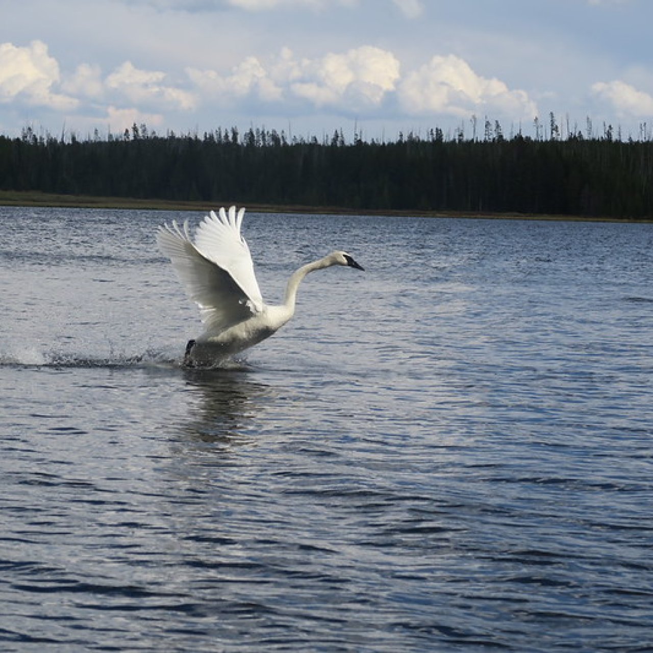 Thread 'Chain of Lakes - Yellowstone National Park - August 21, 2026'