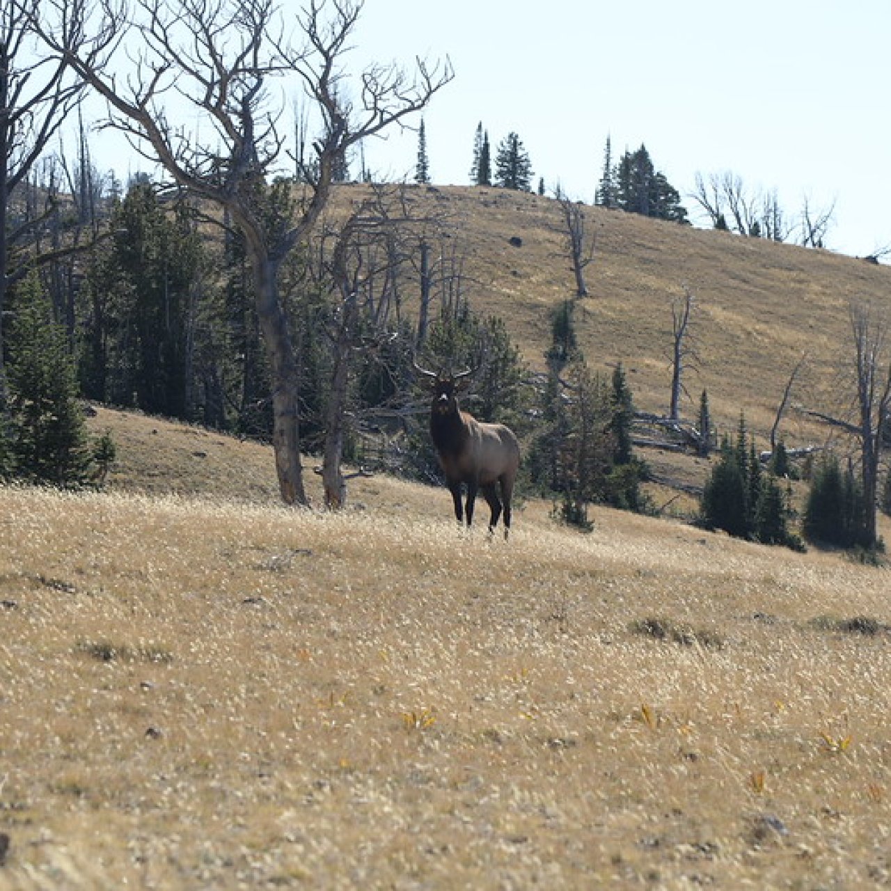 Thread 'Cache Creek, Yellowstone National Park - September 14, 2026'