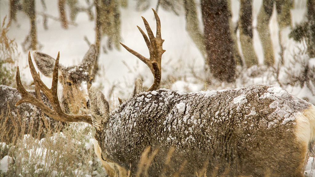 20131121_Deer-174WB.jpg