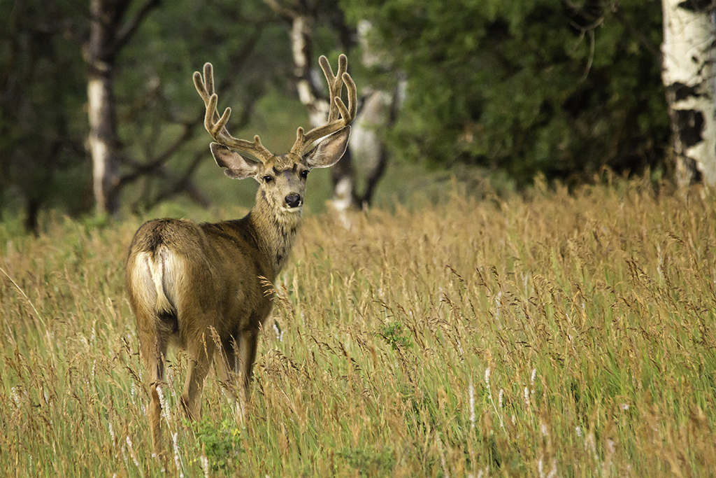 20130801_Elk%20Ridge_Camping-75W.jpg