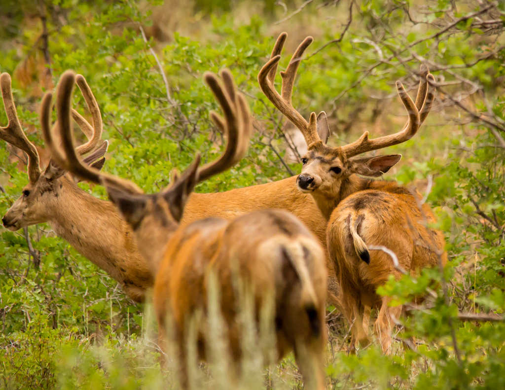 20130801_Elk%20Ridge_Camping-31W.jpg