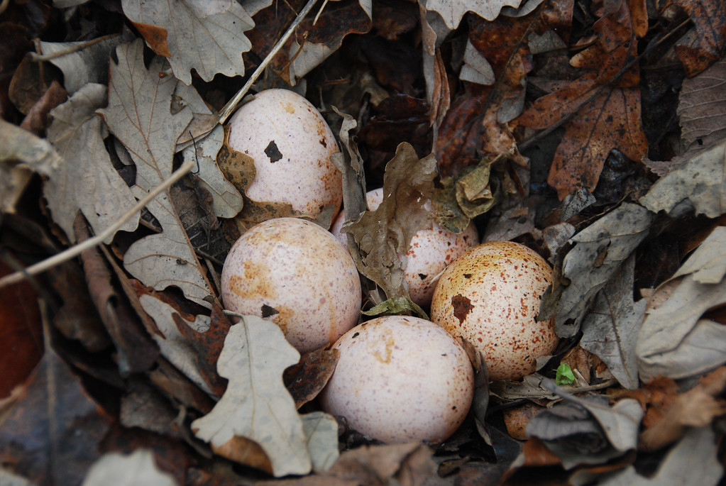 DSC_0750-XL.jpg