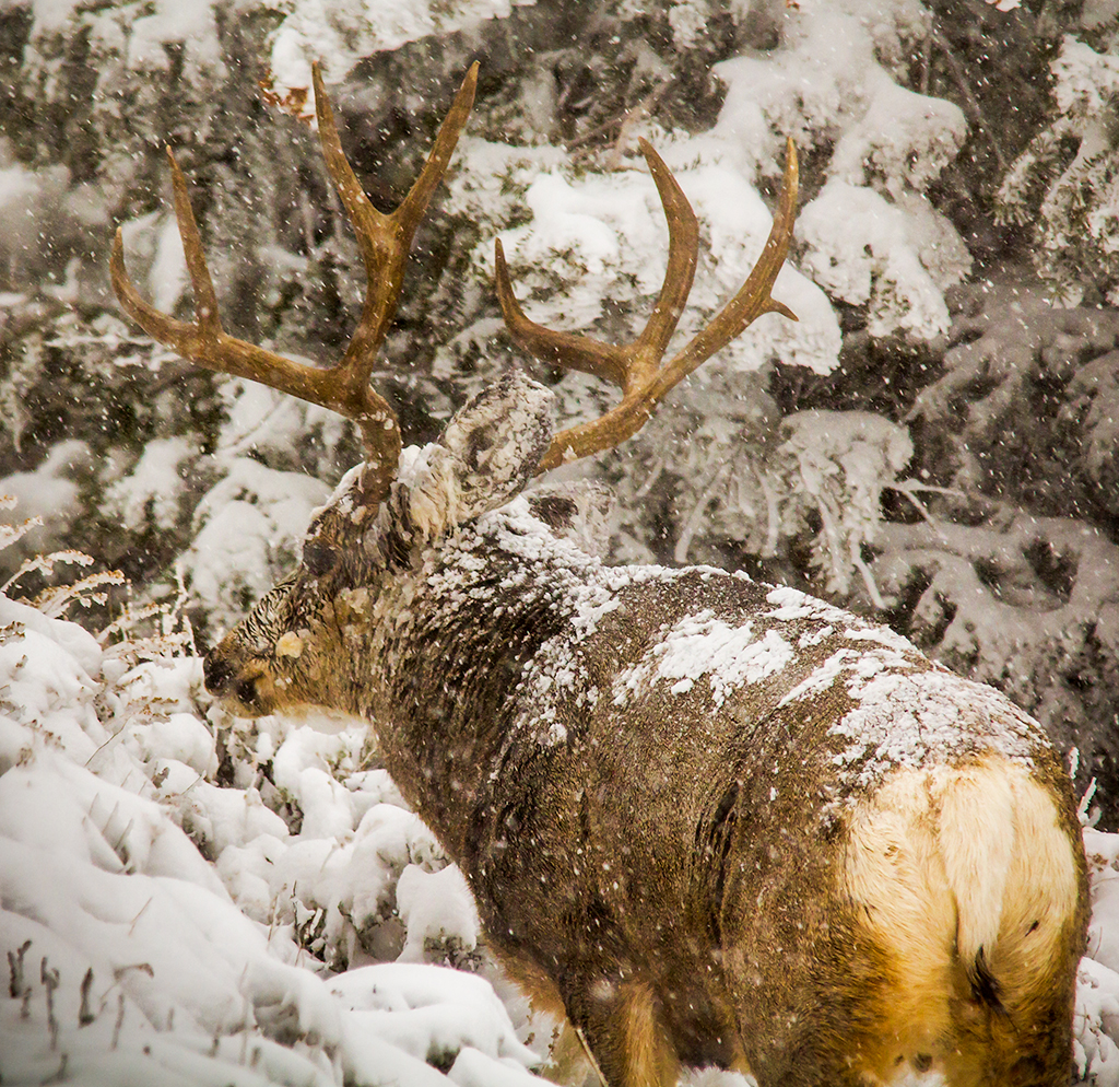 20131121_Deer-62WB.jpg