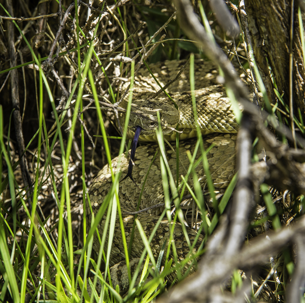 20130525_Indian%20Canyon_Rattlesnake-3W.jpg